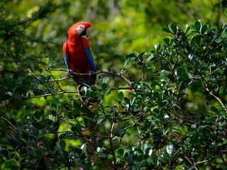 Scarlet Macaw closeup portrait on tree  branch