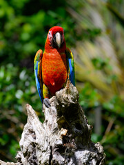 Scarlet Macaw closeup portrait on snag