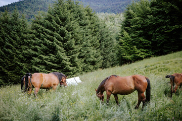 Horses running and playing in the farm yard, their unbridled energy and excitement a joy to behold. Farm yard is a haven for these magnificent creatures