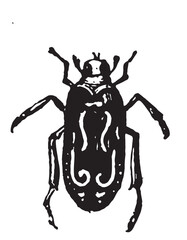 Fototapeta na wymiar vintage lithographic typographic black and white Beetle Vector