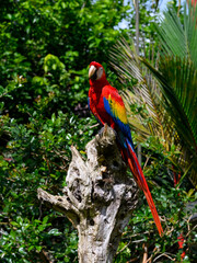 Scarlet Macaw closeup portrait on snag