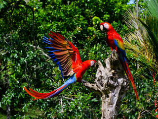 Two Scarlet Macaws closeup portrait on snag © FotoRequest