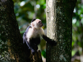White-faced Capuchin Monkey sitting in tree