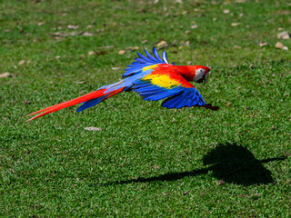 Scarlet Macaw in flight over field with green grass