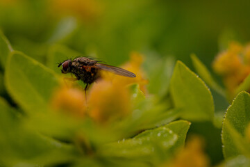 Macro photography of fly on green leaf