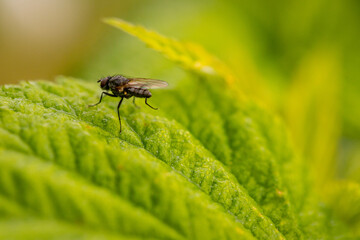 Macro photography of fly on green leaf