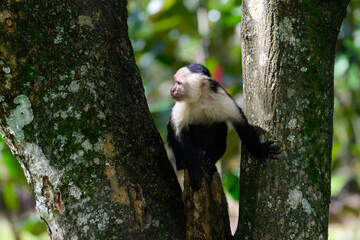 White-faced Capuchin Monkey sitting in tree