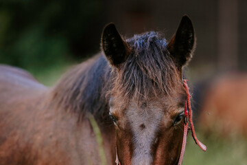 Horses grazing in the farm yard, their contentment and peacefulness a testament to the simple joys...