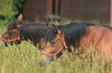 A herd of mustangs run wild and free, embodying the spirit of freedom and coexistence with the...