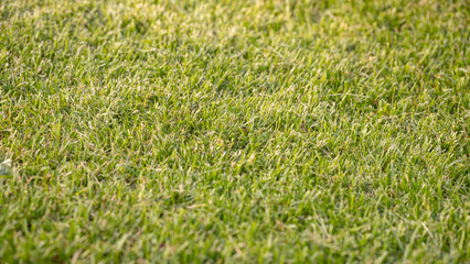 Green cut lawn. Mowed green grass. Lawn in the park