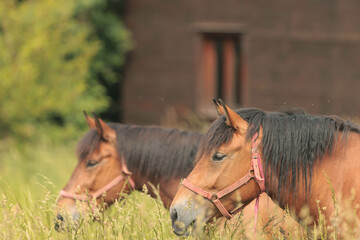 Wild mustang stands tall and proud, symbolizing the resilience and strength of these remarkable...