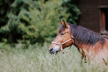 Horses stand in the farm yard, their eyes bright and curious, their spirits free and unencumbered. The natural beauty and simple pleasures of the countryside evident in every detail stunning image