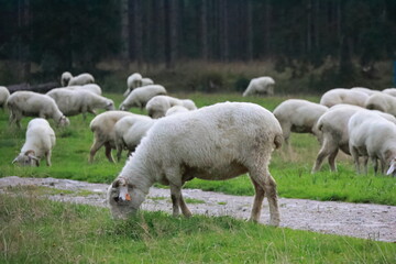 Obraz na płótnie Canvas Sheep are grazing