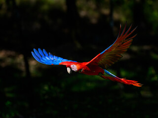 Scarlet Macaw in flight against dark background