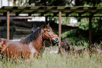 The power and energy of these feral horses is captured as they run wild and free across the desert plains
