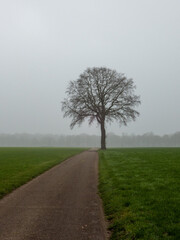 Fototapeta na wymiar Single rree along the road in the fog