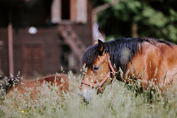 Horses grazing in the farm yard, their contentment and peacefulness a testament to the simple joys...