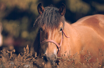 Wild mustang stands tall and proud, symbolizing the resilience and strength of these remarkable...