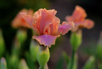 Blossoming cream beige iris flower close-up