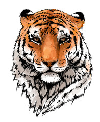 Tiger portrait illustration. Wild cat head detailed drawing. Majestic predator bengal art
