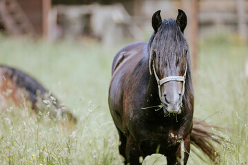 Naklejka premium A herd of wild mustangs roam the grasslands, their majestic beauty a testament to the natural harmony of our world