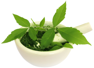 Vitex Negundo wtih mortar and pestle