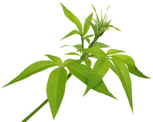 Vitex Negundo or Medicinal Nishinda leaves