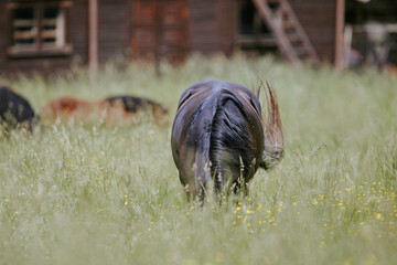 Horses grazing in the farm yard, their contentment and peacefulness a testament to the simple joys...