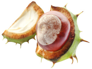 Horse chestnuts