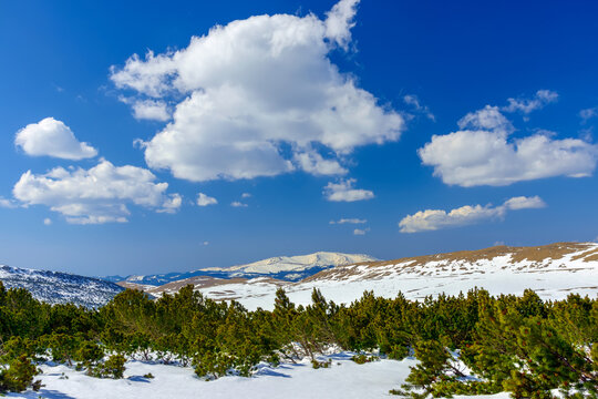 Mountain pine or creeping pine (Pinus mugo) forest growing on the high mountain plateaus, covered with snow. Old growth of evergreen trees in the Alps. Beautiful alpine scenery of natural environment