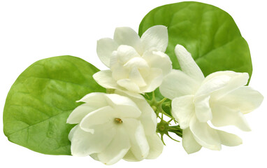 Jasmine flower