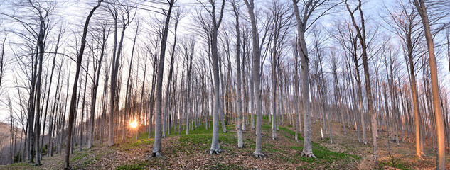 Natural leafless beech forest (Fagus sylvatica) in early spring with casting beautiful sun rays of light through trees, frog view. Sun shines through trees and casts golden light on spring vegetation