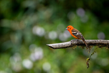 Flame-colored tanager on dry tree branch
