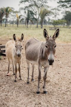 cute donkeys in the field