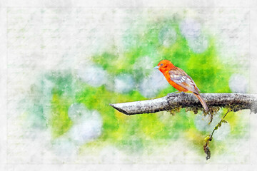 Flame-colored tanager on dry tree branch, watercolor artistic work.