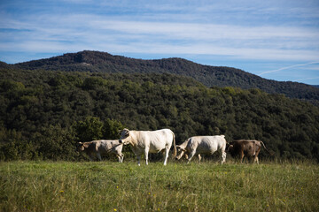 Fototapeta na wymiar Cows resting in the meadow in mountains, Spain