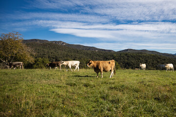 Fototapeta na wymiar Cows resting in the meadow in mountains, Spain