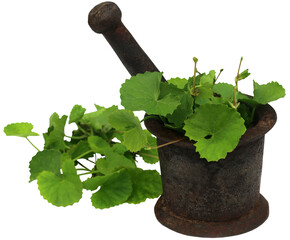 Medicinal thankuni leaves with mortar and pestle