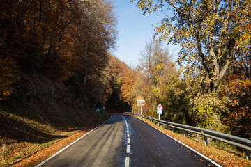 Fototapeta premium Concrete road between orange trees in autumn, yellow leaves, La Garrotxa