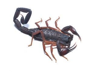 Closeup of the Florida bark scorpion Centruroides gracilis (Scorpiones: Buthidae), a medically important species from Central America and common pet arachnid, photographed on white background.