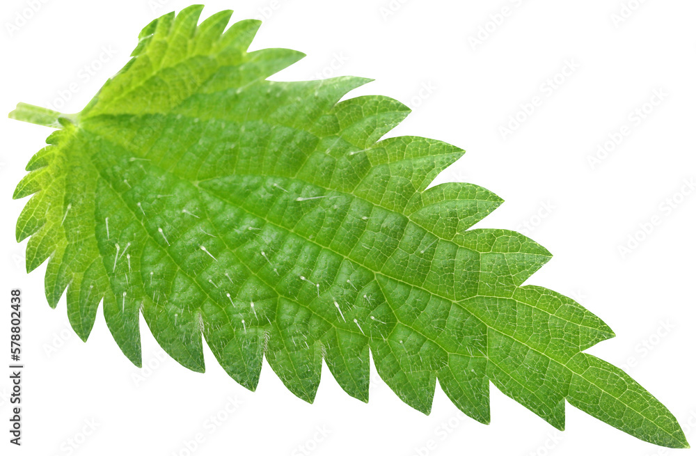 Wall mural nettle leaves