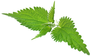 Nettle leaves