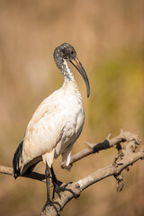 Sacred Ibis on a branch