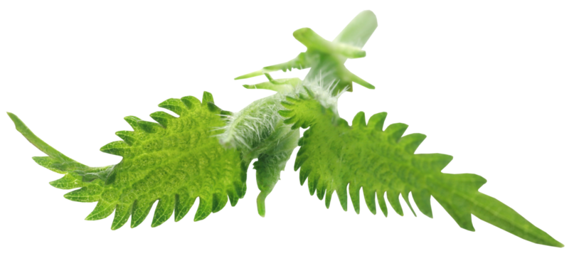 Nettle leaves