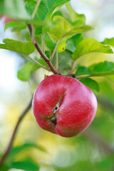 Red apples on tree