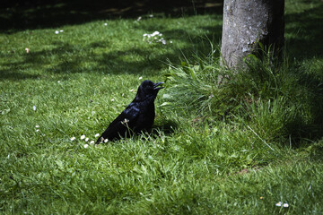 Black crow on green grass at sunny day, spring