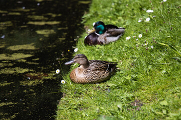 Three ducks on the green grass near the pond, springtime