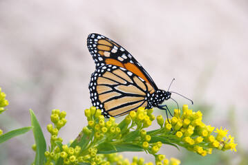 Fototapeta na wymiar Monarch Butterfly on Yellow Flowers - Close-up