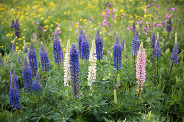 Purple lupins in the field, springtime 