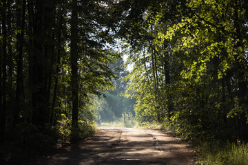 Fototapeta premium Morning light on the path in the green forest